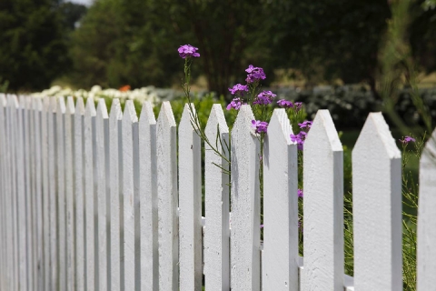 A white picket fence with purple flowers growing through it.
